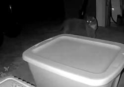 Reunited Male Cat last seen Broad Street & Timothy’s Way, Hollis, NH 03049