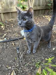 Reunited Male Cat last seen West and Denver, Concord, CA 94521