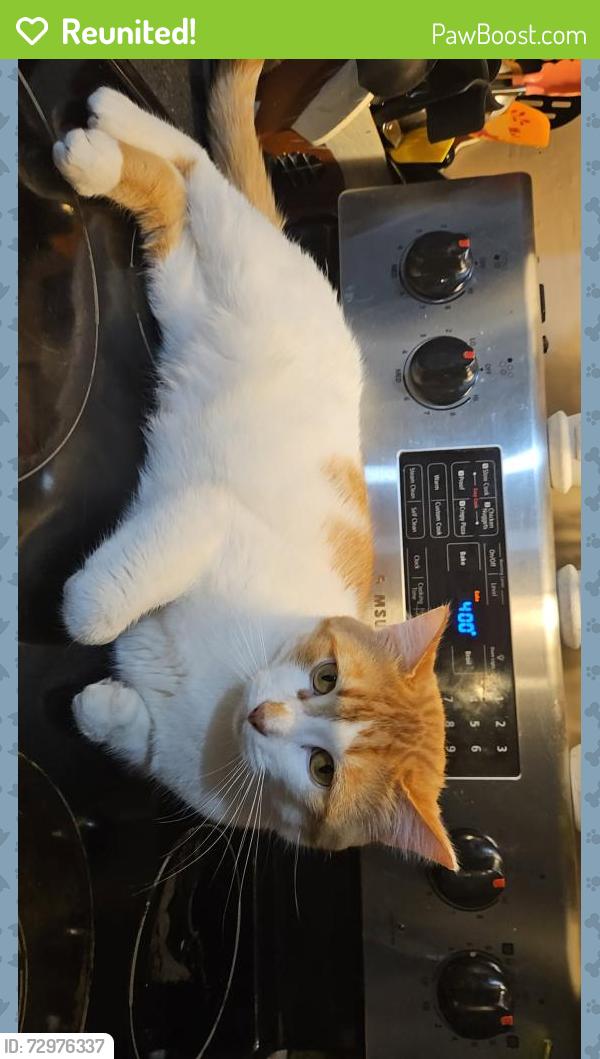 Reunited Male Cat last seen Shawnessy , Calgary, AB T2Y 2H4