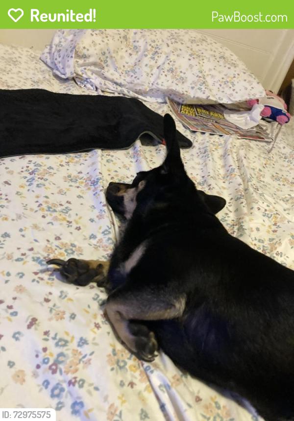 Reunited Male Dog last seen Near s and midland, Roy, UT 84067