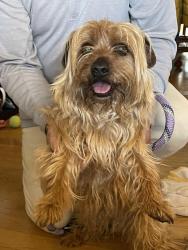 Found/Stray Male Dog last seen Dexter McCarty Middle School, Gresham, OR 97080