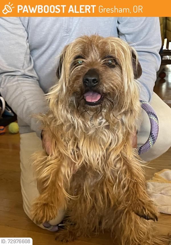 Found/Stray Male Dog last seen Dexter McCarty Middle School, Gresham, OR 97080