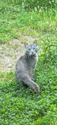 Found/Stray Unknown Cat last seen Mountainside Lane, Bridgewater, NJ 08807