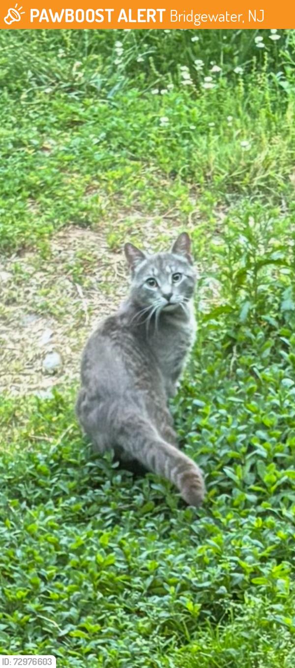 Found/Stray Unknown Cat last seen Mountainside Lane, Bridgewater, NJ 08807