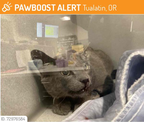 Found/Stray Female Cat last seen unknown but in the tigard/tualatin area, Tualatin, OR 97062