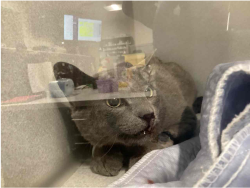 Found/Stray Female Cat last seen unknown but in the tigard/tualatin area, Tualatin, OR 97062