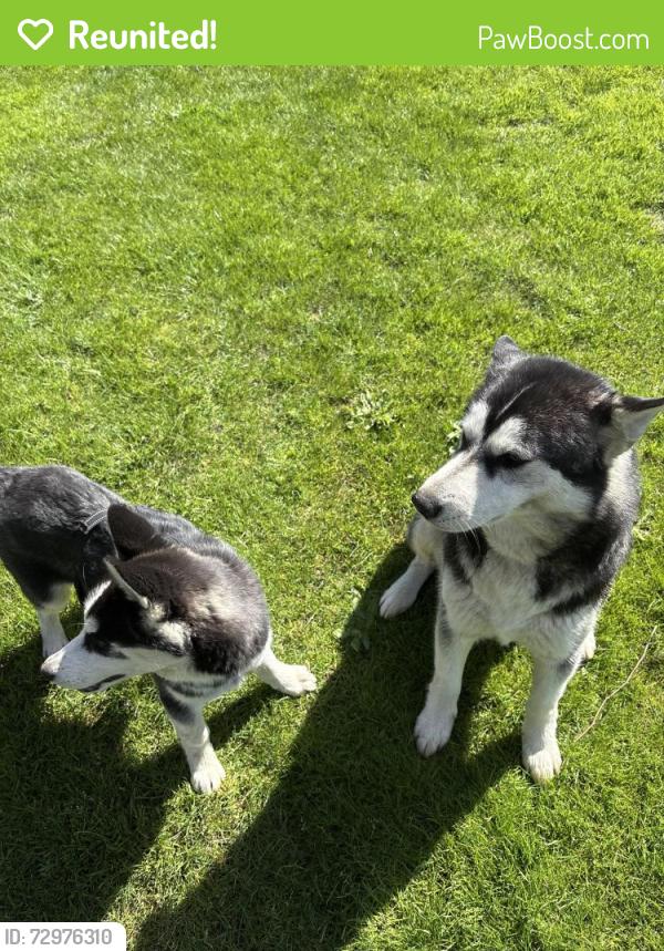 Reunited Female Dog last seen Near boones ferry rd ne aurora or, Aurora, OR 97002