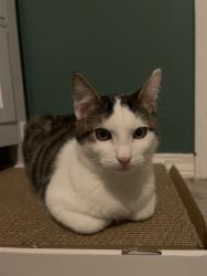 Lost Male Cat last seen Stone Rd and 282nd Ave., Gresham, OR 97080