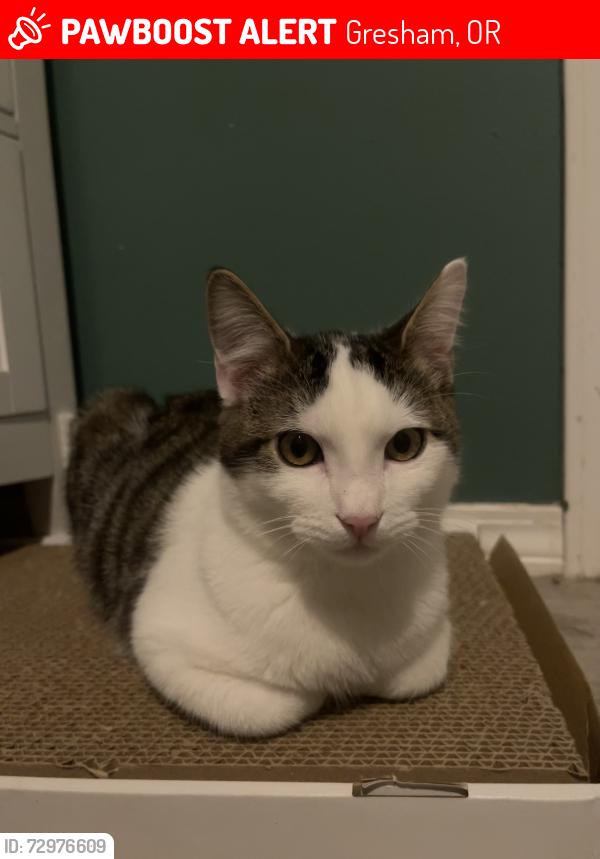 Lost Male Cat last seen Stone Rd and 282nd Ave., Gresham, OR 97080