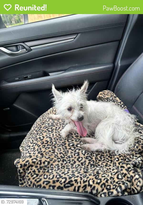 Reunited Male Dog last seen Cascade and red river , Harris County, TX 77450