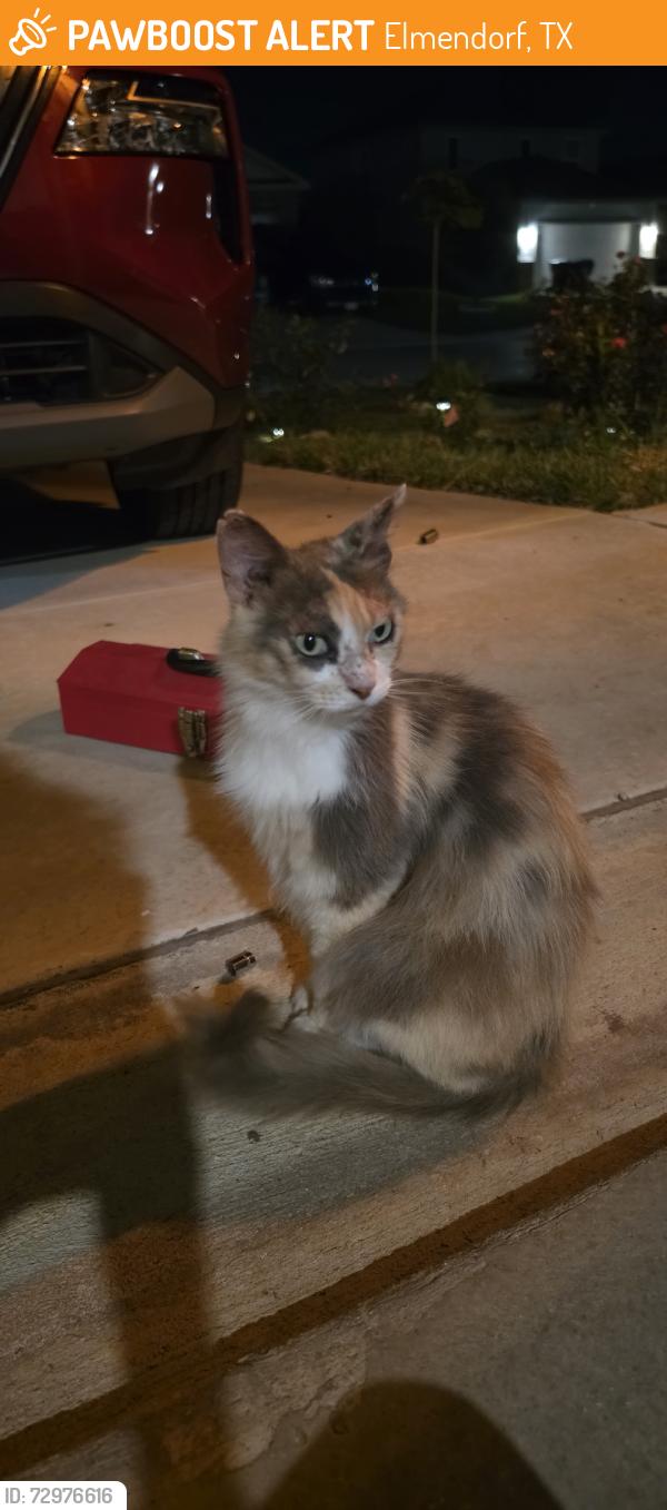 Found/Stray Female Cat last seen Percheron Way, Elmendorf, TX 78112