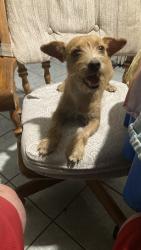Reunited Male Dog last seen Sunshine Trail, San Antonio, TX 78244