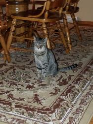 Lost Male Cat last seen Silica Road, close to route 45, North Jackson, OH 44451