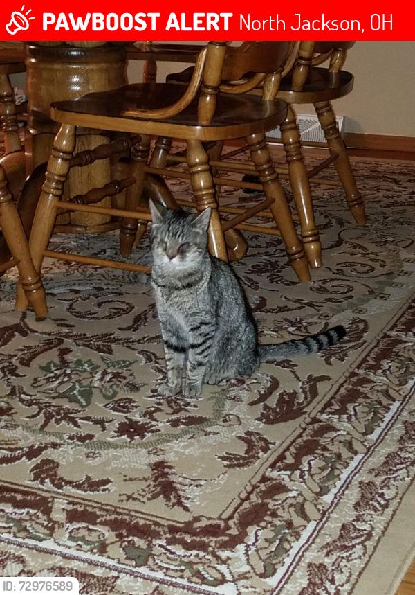 Lost Male Cat last seen Silica Road, close to route 45, North Jackson, OH 44451