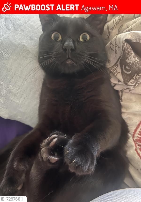 Lost Male Cat last seen Colemore st and Annable St, Agawam, MA 01030