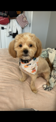 Lost Male Dog last seen by E raines and kirby parkway. Near kirby highschool., Memphis, TN 38115