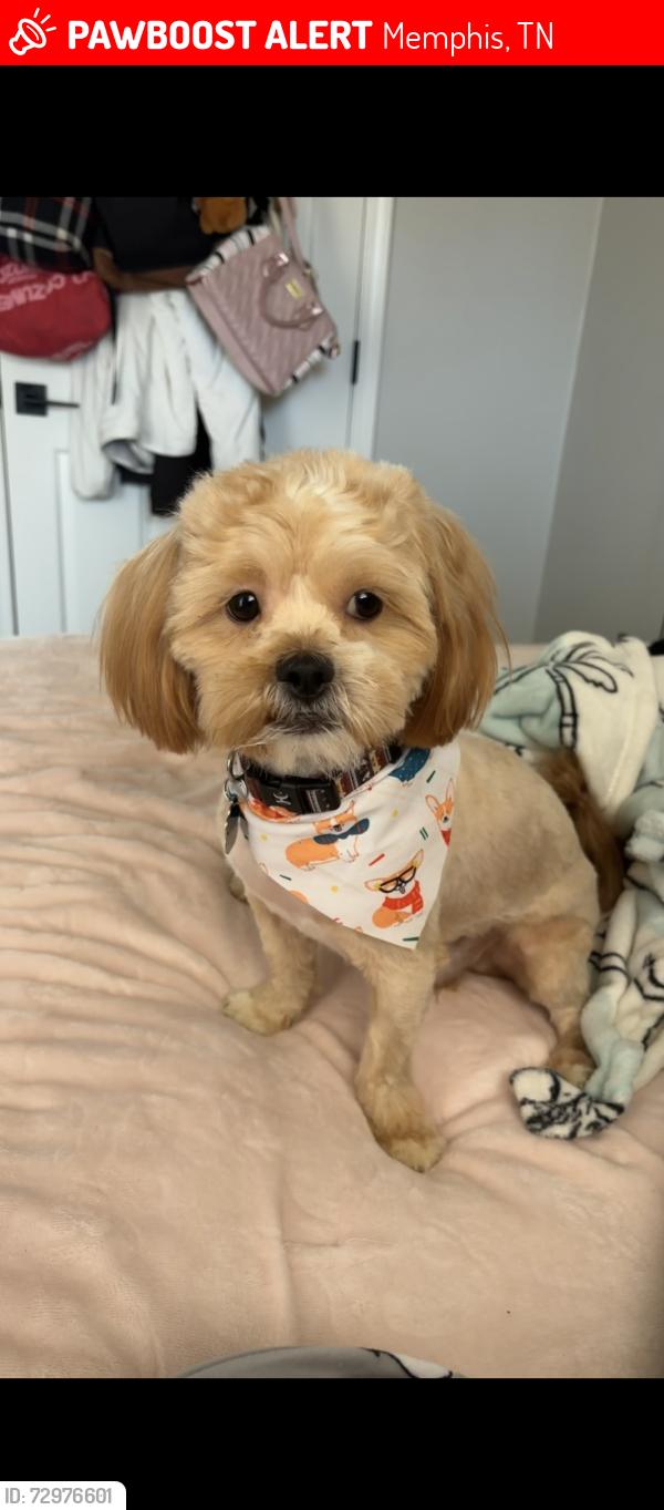 Lost Male Dog last seen by E raines and kirby parkway. Near kirby highschool., Memphis, TN 38115