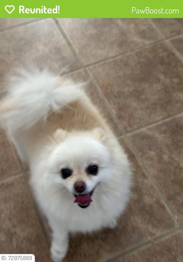 Reunited Male Dog last seen N Shady Ct and W Wren Ave, Visalia, CA 93291