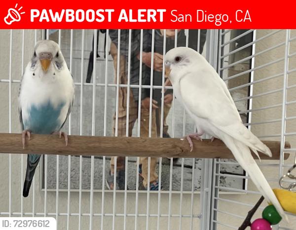 Lost Male Bird last seen Carmel country rd and Carmel Mountain rd, San Diego, CA 92130