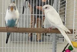 Lost Male Bird last seen Carmel country rd and Carmel Mountain rd, San Diego, CA 92130