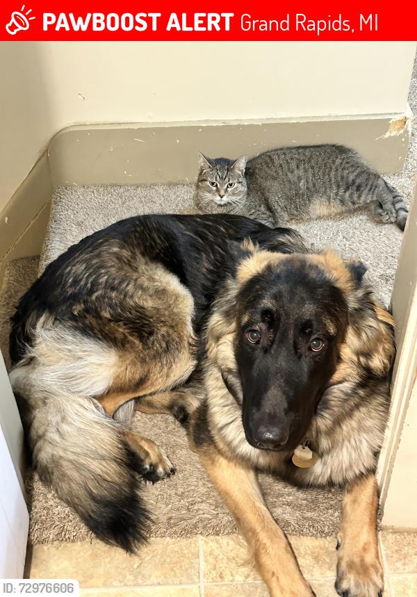 Lost Female Cat last seen Quarry ave nw , Grand Rapids, MI 49504
