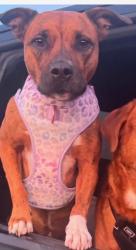 Reunited Female Dog last seen Nw 67th & Drexel, Oklahoma City, OK 73116
