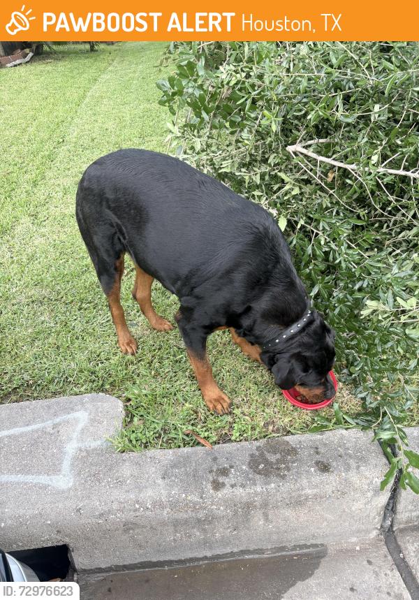Found/Stray Female Dog last seen Colony heath ln, Houston, TX 77085
