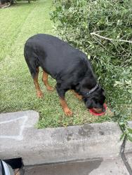 Found/Stray Female Dog last seen Colony heath ln, Houston, TX 77085