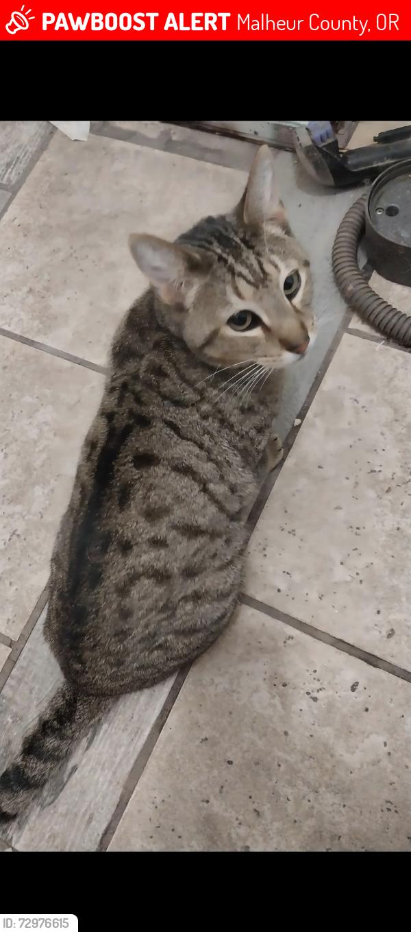 Lost Male Cat last seen Highway 201 and the airport life flights side of the ontario airport and the shooting range is across the road from the airport, Malheur County, OR 97914