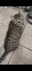 Lost Male Cat last seen Highway 201 and the airport life flights side of the ontario airport and the shooting range is across the road from the airport, Malheur County, OR 97914