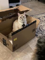Lost Female Cat last seen Akers Mill, Atlanta, GA 30339