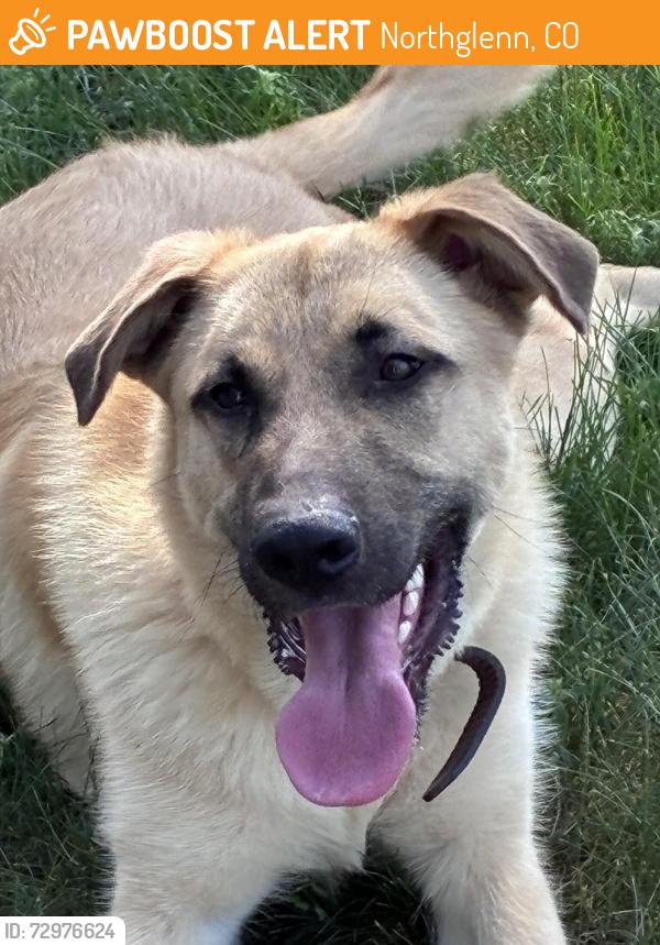 Found/Stray Male Dog last seen Regina Lane and Downing, Northglenn, CO 80233