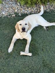Reunited Male Dog last seen Mt Lebanon church rd , Spartanburg County, SC 29651