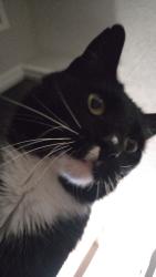 Lost Male Cat last seen Near Carol Oaks Trail apmts, Fort Worth, TX 76112