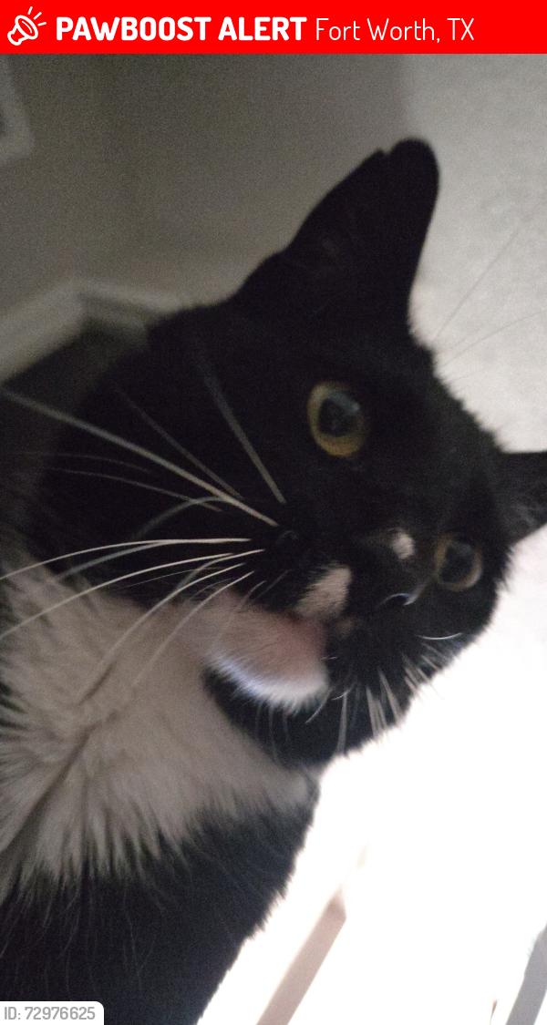 Lost Male Cat last seen Near Carol Oaks Trail apmts, Fort Worth, TX 76112