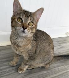 Lost Female Cat last seen Clay community center on Clay Palmerdale road , Pinson, AL 35126