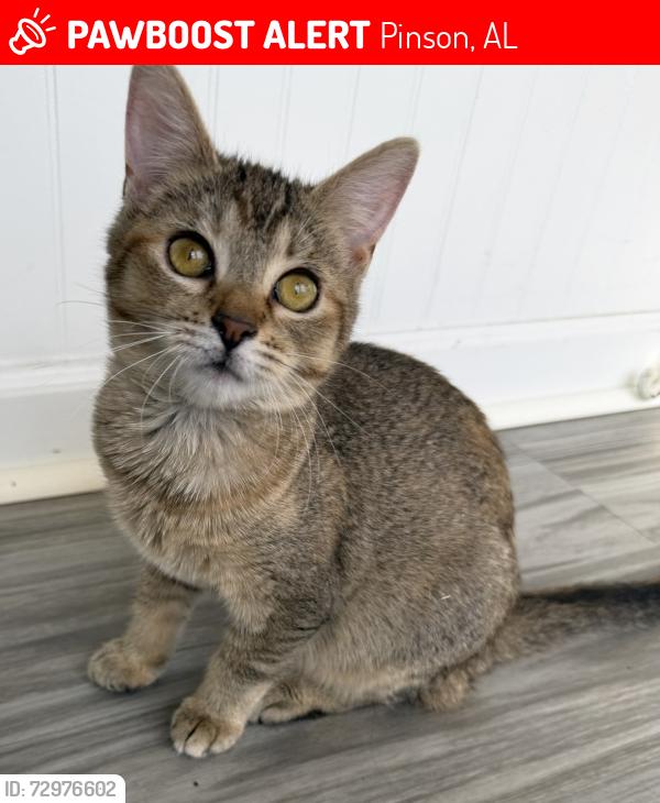 Lost Female Cat last seen Clay community center on Clay Palmerdale road , Pinson, AL 35126