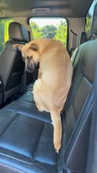Found/Stray Male Dog last seen Peaceful Glen Rd Charlotte, Charlotte, NC 28273