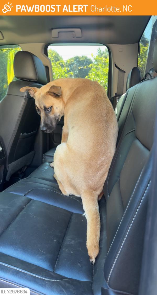Found/Stray Male Dog last seen Peaceful Glen Rd Charlotte, Charlotte, NC 28273