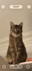 Reunited Female Cat last seen 464A MacDonough St, Brooklyn, NY 11233, USA, Brooklyn, NY 11233