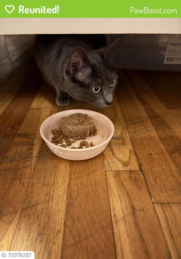 Reunited Female Cat last seen Adrian Elementary School, South Euclid, OH 44121