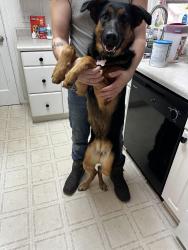 Lost Female Dog last seen By brandi’s hotdogs on TN street, Cartersville, GA 30120