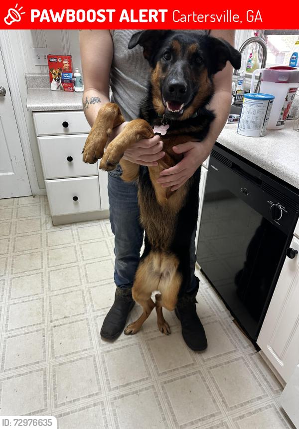 Lost Female Dog last seen By brandi’s hotdogs on TN street, Cartersville, GA 30120