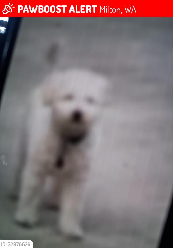 Lost Male Dog last seen Pac hwy E+ birch st, Milton, WA 98354