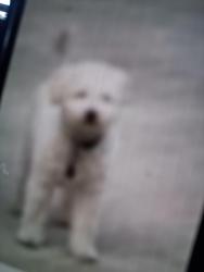 Lost Male Dog last seen Pac hwy E+ birch st, Milton, WA 98354