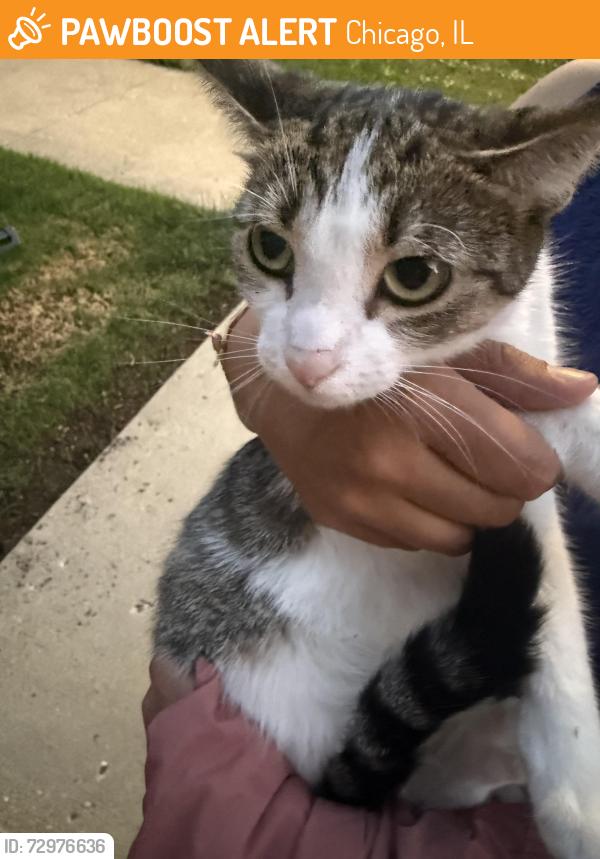Found/Stray Female Cat last seen Hutchinson st & Milwaukee Ave 60641, Chicago, IL 60641