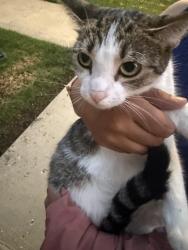 Found/Stray Female Cat last seen Hutchinson st & Milwaukee Ave 60641, Chicago, IL 60641