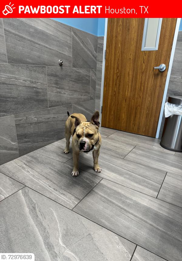 Lost Male Dog last seen Beltway 8, Houston, TX 77044
