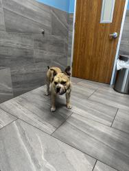 Lost Male Dog last seen Beltway 8, Houston, TX 77044