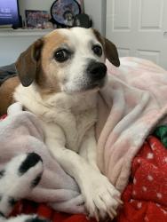 Reunited Male Dog last seen E120th&Holly, E120th&Fairfax st, Thornton, CO 80241